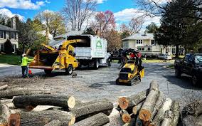 Best Tree Removal  in Paducah, TX