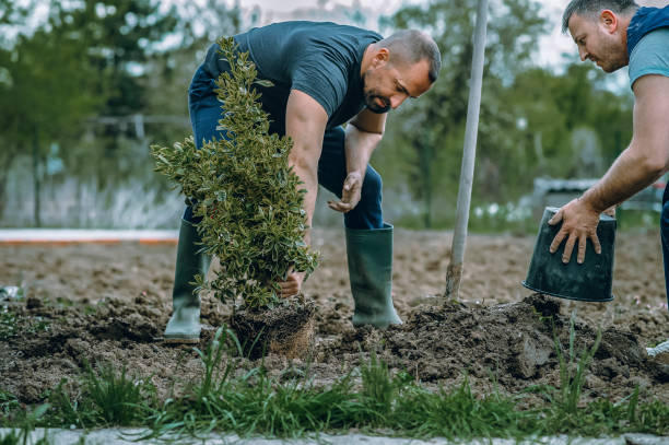 Paducah, TX Tree Services Company