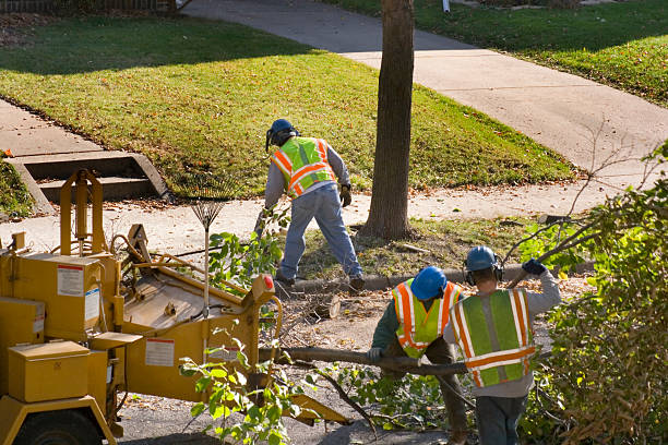 How Our Tree Care Process Works  in  Paducah, TX