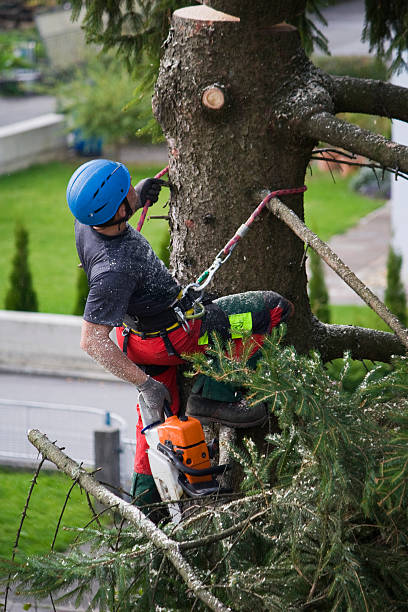 Best Tree Trimming and Pruning  in Paducah, TX