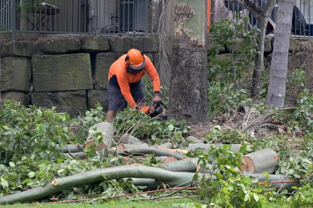 Best Tree and Shrub Care  in Paducah, TX