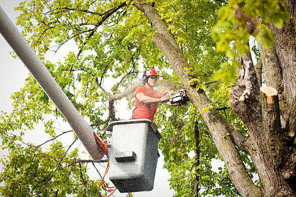 Best Fruit Tree Pruning  in Paducah, TX