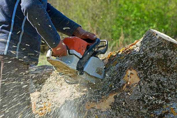 Best Tree Trimming and Pruning  in Paducah, TX