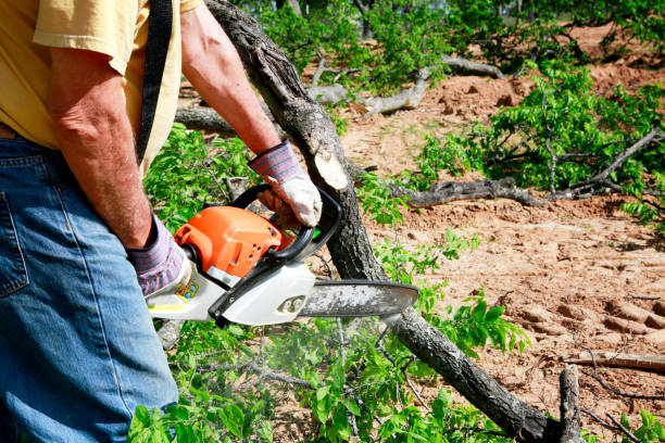 Best Tree Risk Assessment  in Paducah, TX