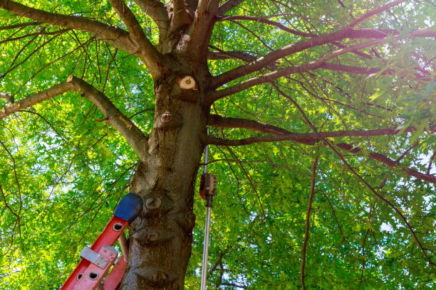 Best Arborist Consultation Services  in Paducah, TX